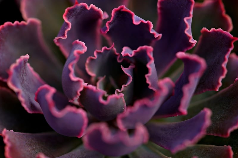 Ghost Plant
